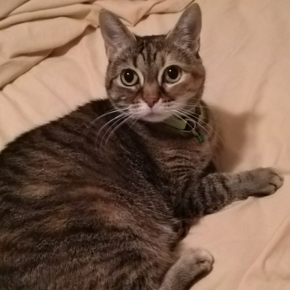 Meet your Posher, Coco